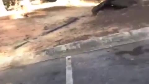 Eisha and cari from Instagram fighting