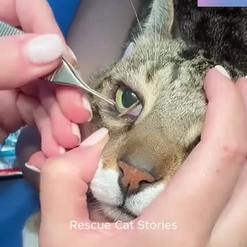 Rescue Cat 😥 | Heartbreaking to Heartwarming | Wait for the End! 🐾 #CatRescue