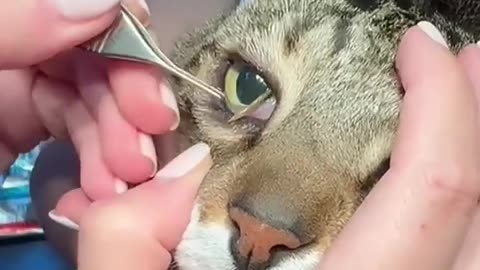 Rescue Cat 😥 | Heartbreaking to Heartwarming | Wait for the End! 🐾 #CatRescue