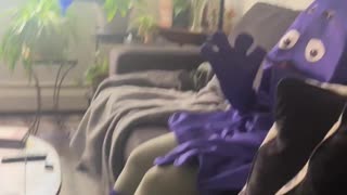 😂🐱 Cat Chairs: The Most Unexpected Setup! | FunFM