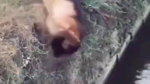 Funny Dogs and cats - enjoy this cute and funny videos. #shorts