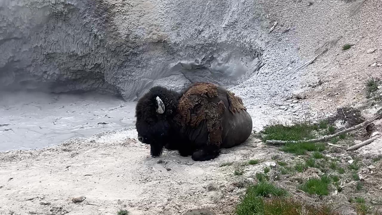 Bisons Having a Spa Day