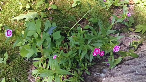 Sweet William