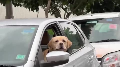 😂🐾 What Happens When a Geek Meets a Locked In Animal? | FunFM