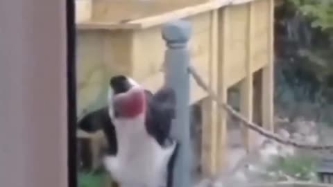 🤣👅 You Won't Believe This Door-Licking Animal! | FunFM