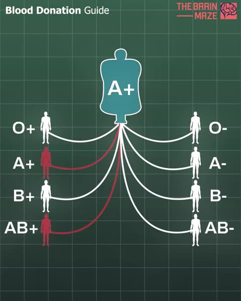 Understanding how blood types work