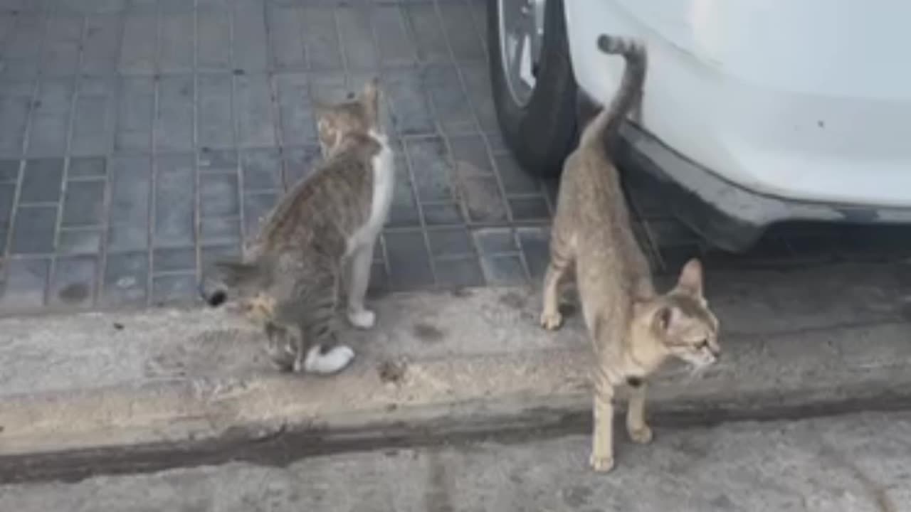 Cats are in love and play around
