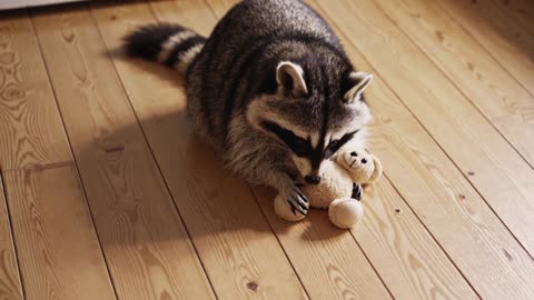 AI Raccoon at Home – Cute Moments and Mischief 🦝✨
