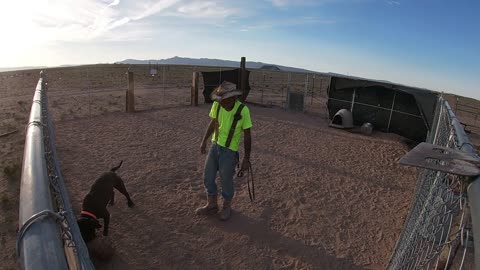 Protection dog obedience training with Sonny