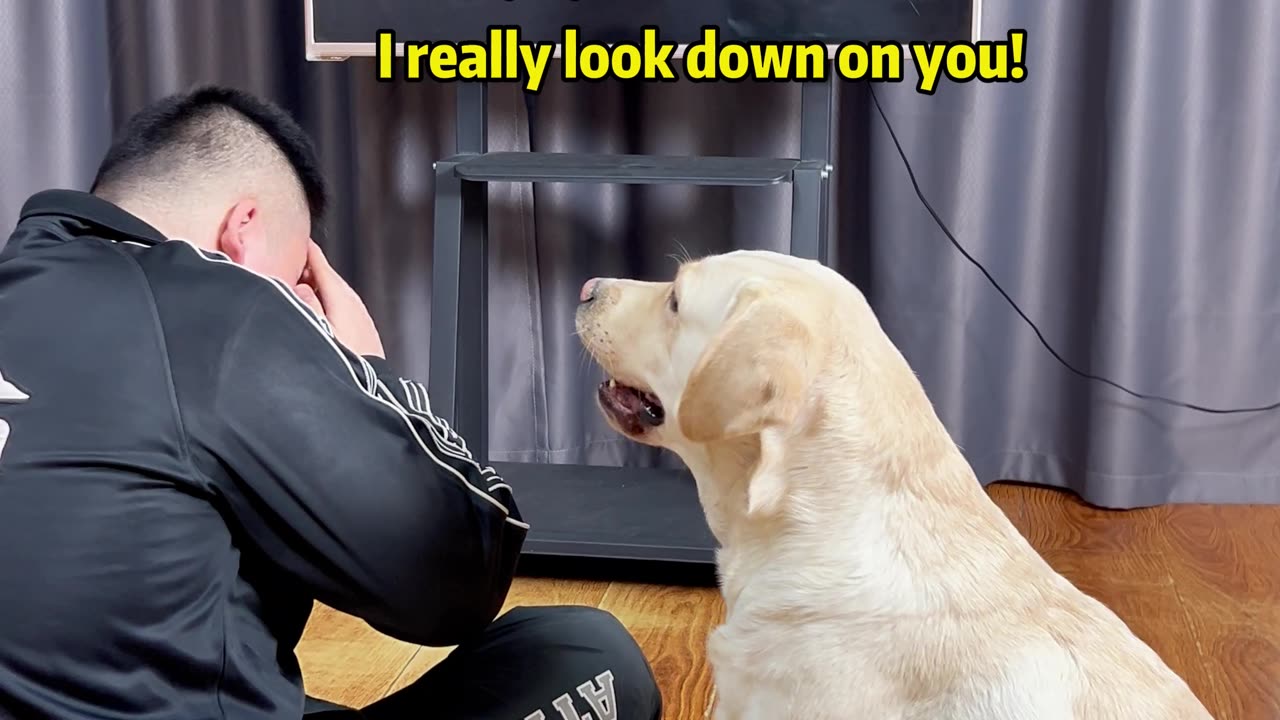 狗狗：这恐怖片是非看不可吗… Dog: Is this horror movie a must-watch...
