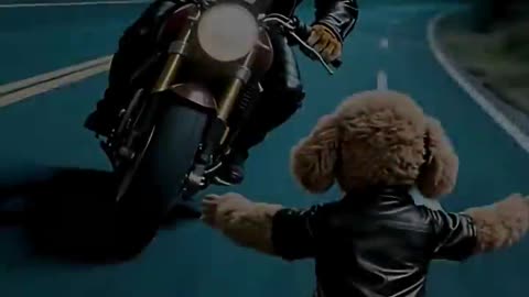 The Intelligence of a Teddy Bear Dog.