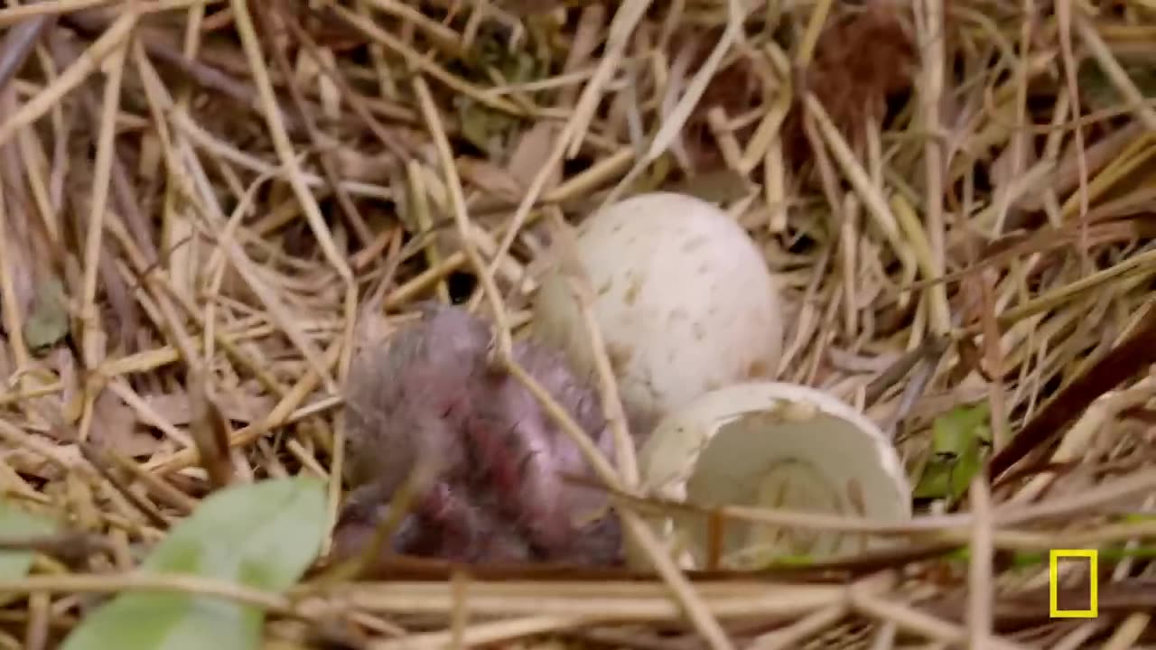 Red Wolf Pups Secrets of the Zoo Tampa Nat Geo Animals - Nat Geo Animals