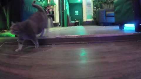 Chumby waggling her tail to Caramelldansen