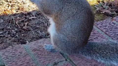 Mika The cute squirrel