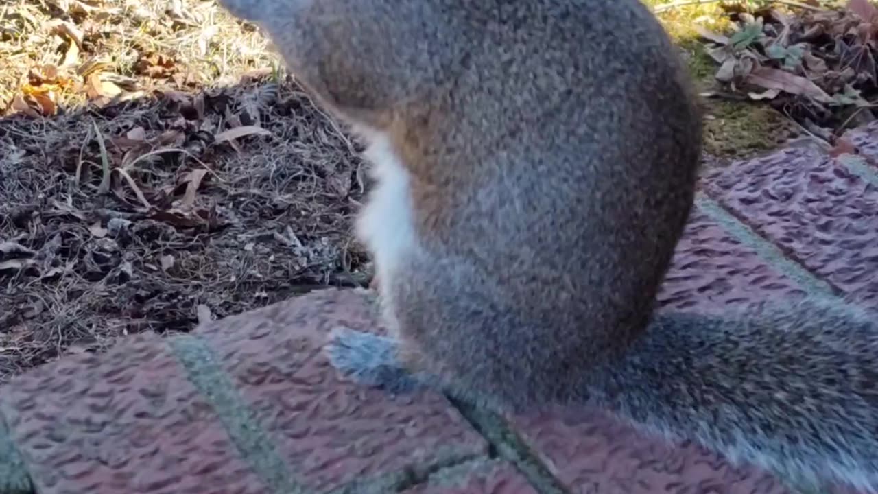 Mika The cute squirrel