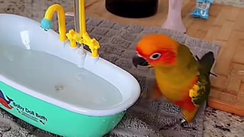 Funny animals