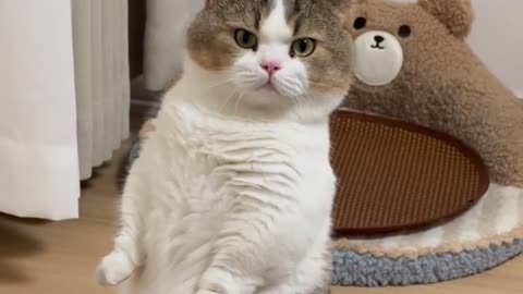 Cat.exe Has Stopped Working | This Cat Just Won the Internet Today 😂 #CatTok