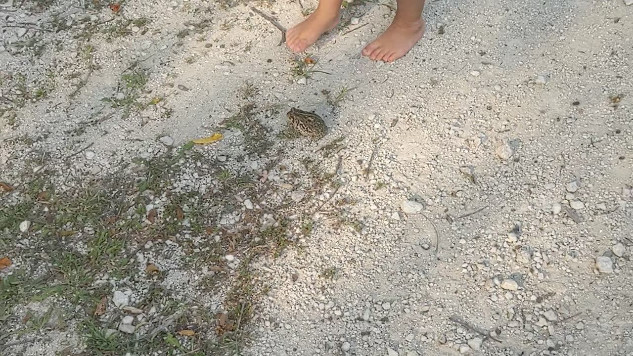 Gus vs Toad