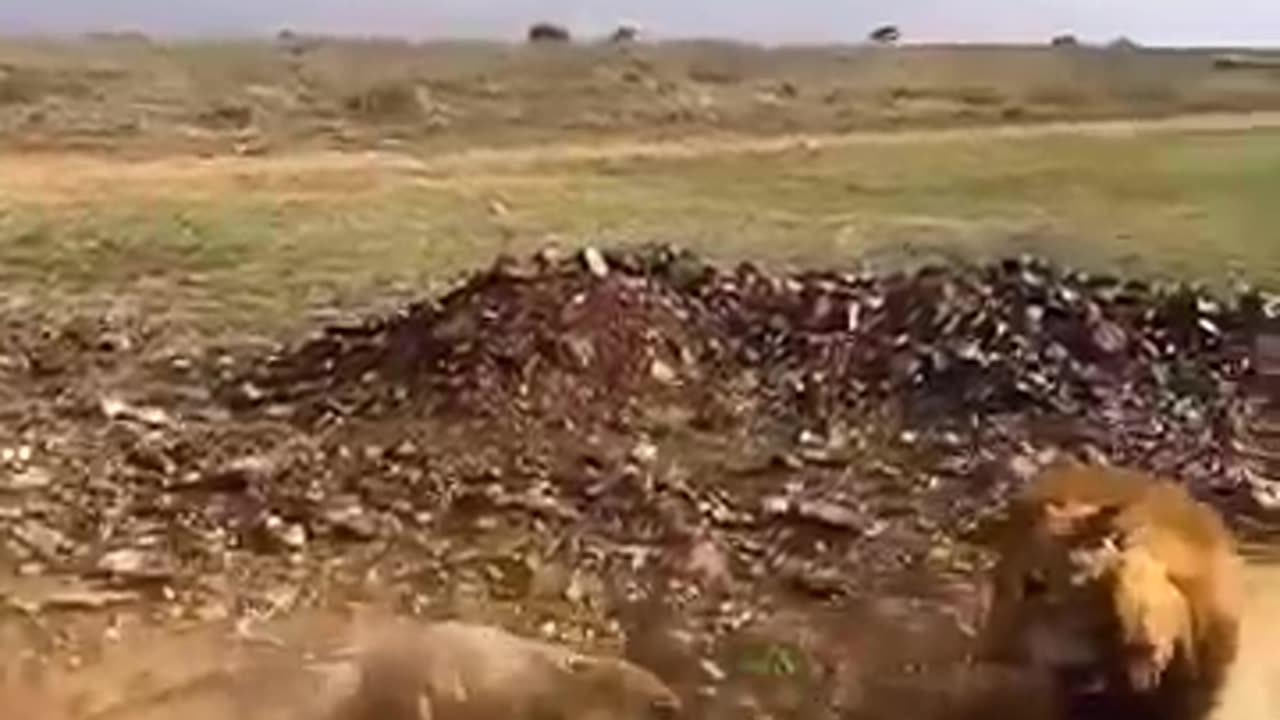 animals