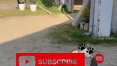 Funny Animals Video