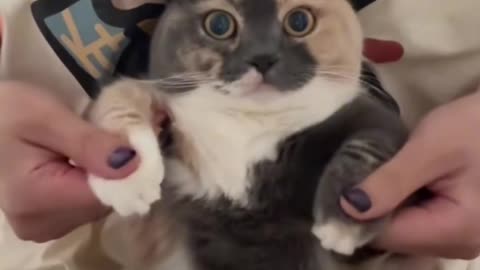Move to the rhythm, rock the cat