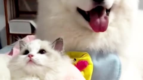 When a Cat and Dog Love Each Other Like Family ❤️🐾