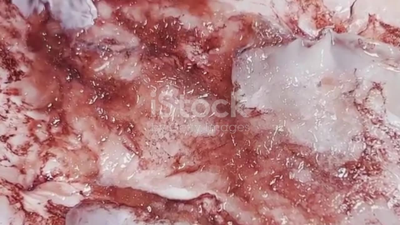 We Opened a 500-Year-Old Time Capsule…