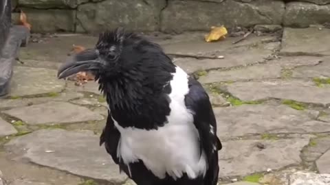 Crow amuses locals by speaking to them with a London accent