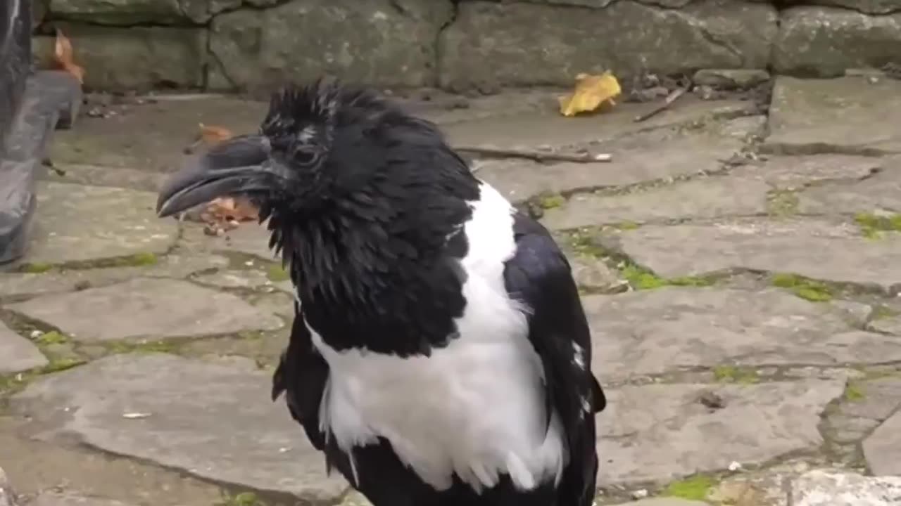 Crow amuses locals by speaking to them with a London accent