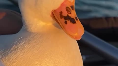 A Duck on a Boat – Just Chillin' 🦆🚤