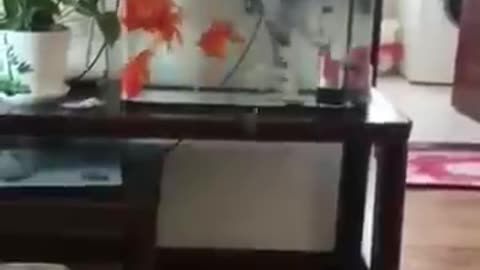 Cat 😺 funniest video wait for end