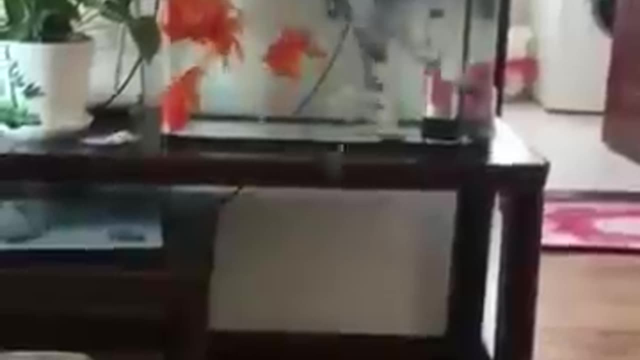 Cat 😺 funniest video wait for end
