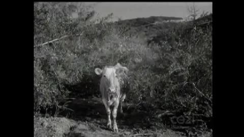 Lassie - Episode 193 - 'The Bounty Hunter