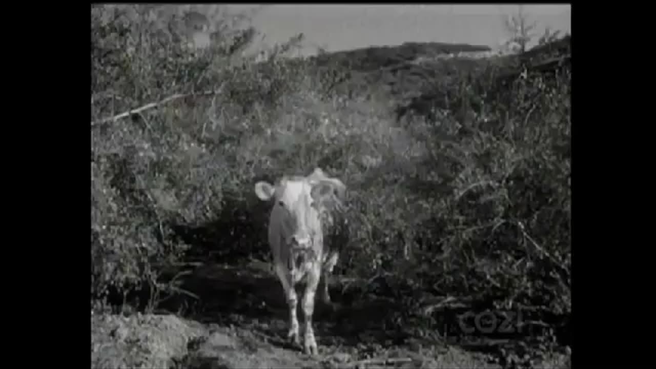 Lassie - Episode 193 - 'The Bounty Hunter