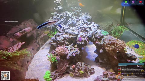 24/7 Real Live Reef Stream