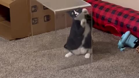 Cat Stuck in Self-Inflicted Cat Jail