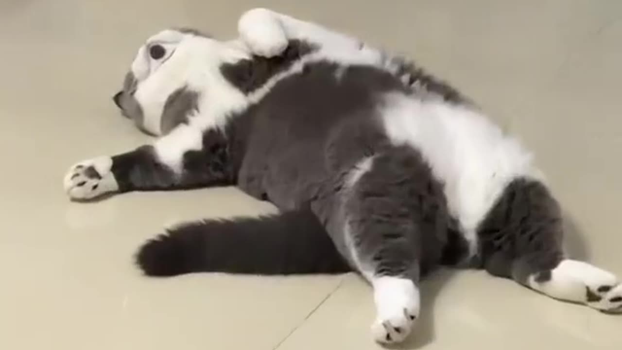 Sleep level: Expert 😸💤
