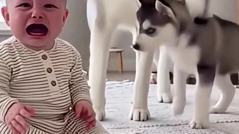 Dogs knows how to protect baby