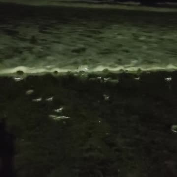Grunion Take The Beach March 29 2025