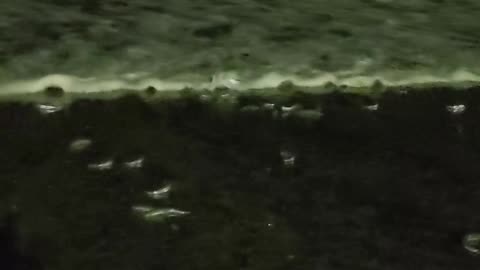 Grunion Take The Beach March 29 2025