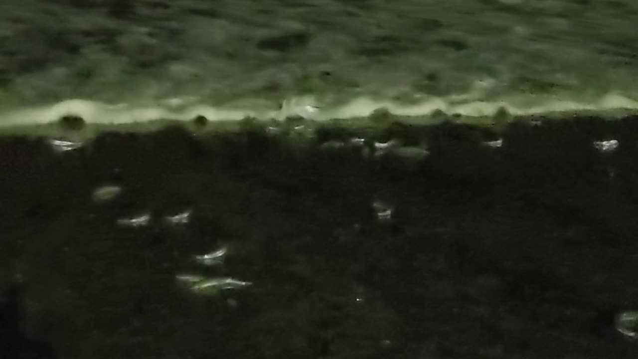 Grunion Take The Beach March 29 2025