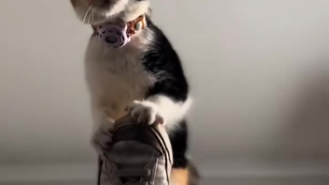 "🐱🤩 Mind-Blowing Stunts by a Cat & Its Owner! 🎩🔥"