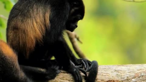 🙉 Just one peaceful moment… is that too much to ask?!