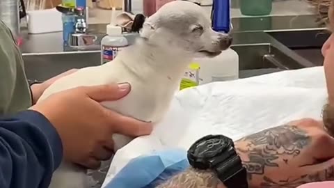 Chihuahua Core.🤣🤣🐶