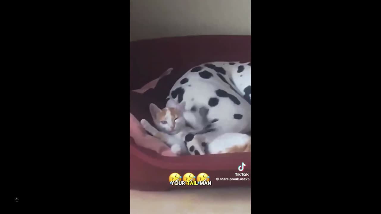 Quick Smile: Animal voiceovers that fit the vid clips so well... had me laughing