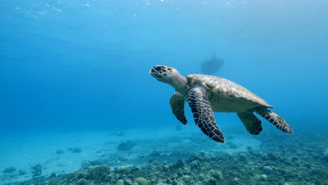 Hawksbill Sea Turtle in the Ocean