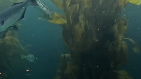 Kelp forest at Birch Aquarium in San Diego