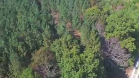 🦍 Possible Bigfoot Caught on Camera | Trees Moved by Unknown Creature 👀