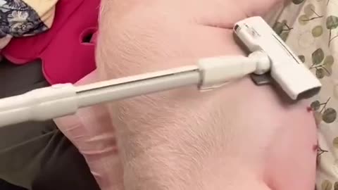 The pig who ran away injured his leg and couldn't move.