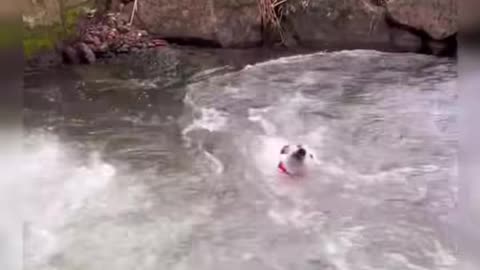 Cute little dog baby real funny video